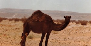 Kamel el Dromedar