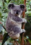 koala1